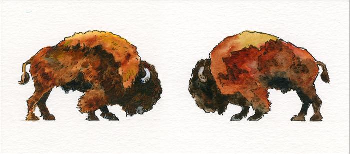 Suzie Garner's Watercolor of two bison